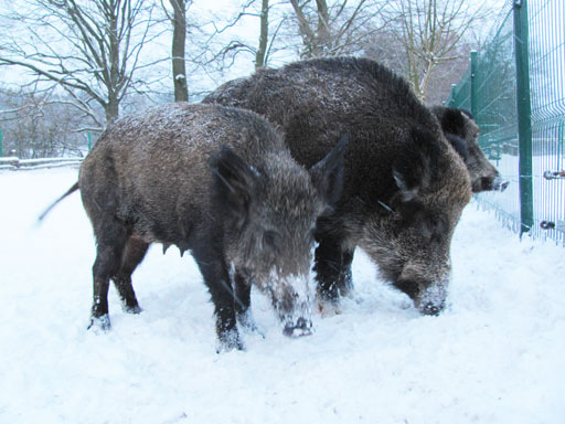 Kliknij, aby powi�kszy�.