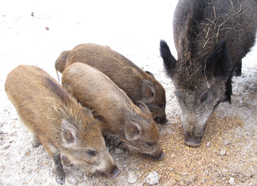 Kliknij, aby powi�kszy�.