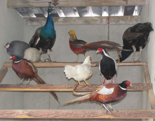 Kliknij, aby powi�kszy�.